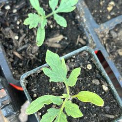 Delicious Tomato Plant 🍅🌱 