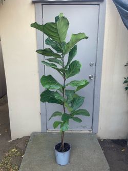 Ficus Lyrata Fiddle Leaf Fig Tree House Plant 8.5” Pot