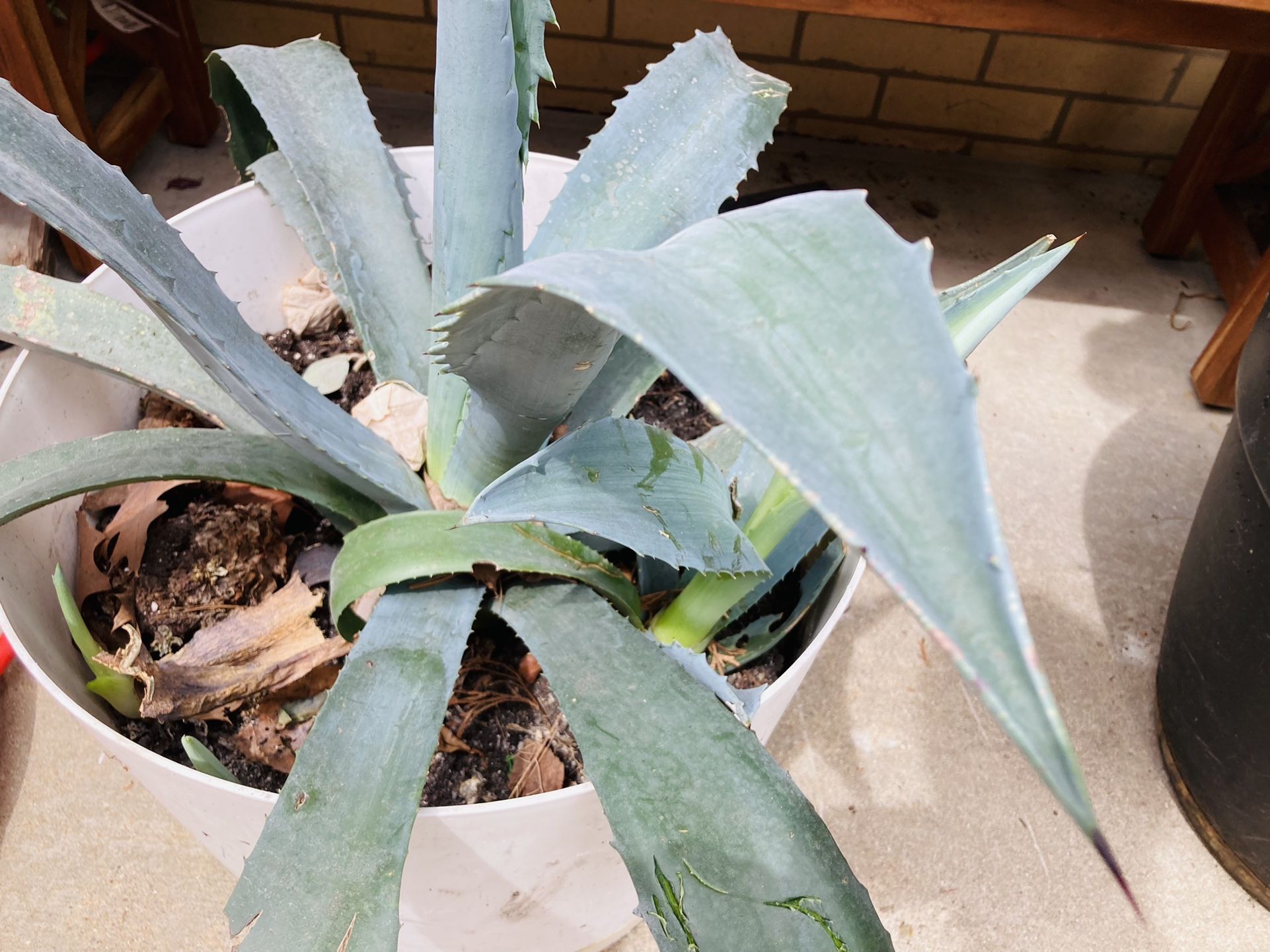 Blue American Agave Plant