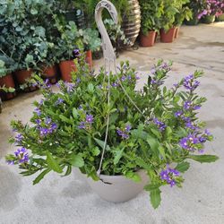 Fairy Fan-Flower
Scaevola Aemula Beautiful And Healthy HANGING BASKETS PLANTS ARRIVED. $14 each