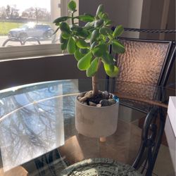 Jade Plant 