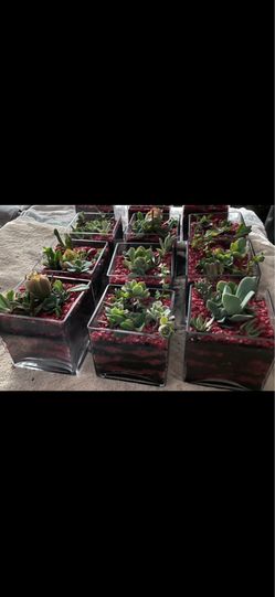 Succulents in glass-custom-made any color