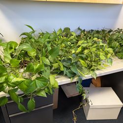 $20 indoor plants- multiple available