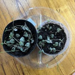 String of Hearts Houseplants 