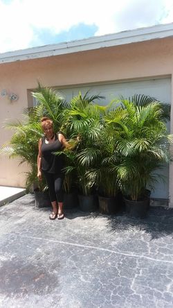 Arecas palms aprox 5 to 6 feet tall