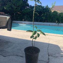Avocado Tree