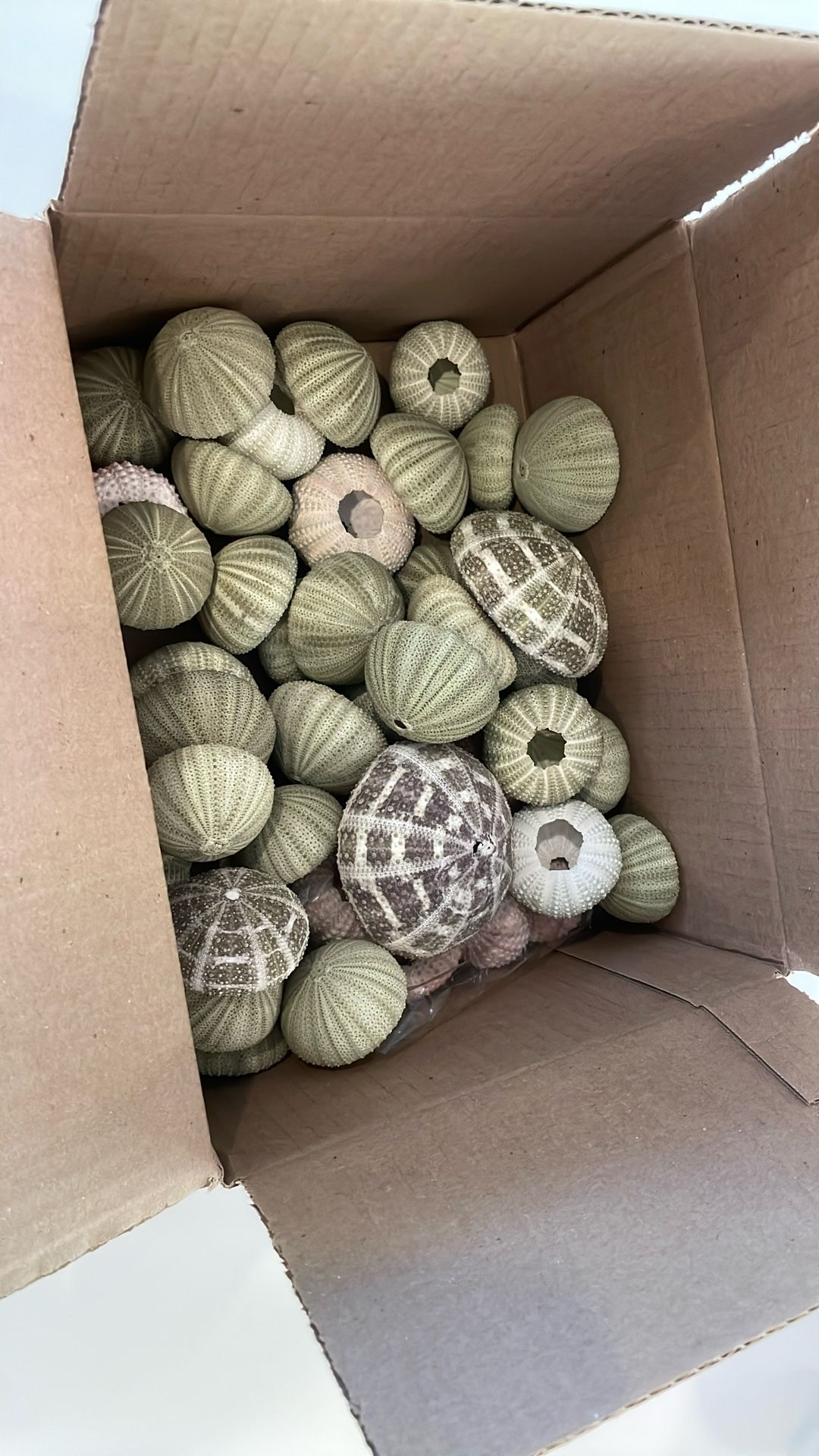Natural Sea Urchins - Box Variety Of Colors And Size