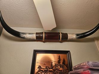 Texas longhorn steer horns