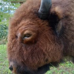 Taxidermy bison..
