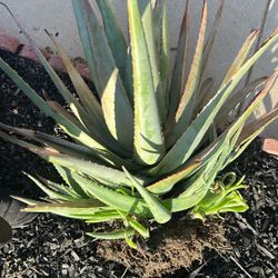Aloe Vera 