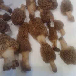 Morrels