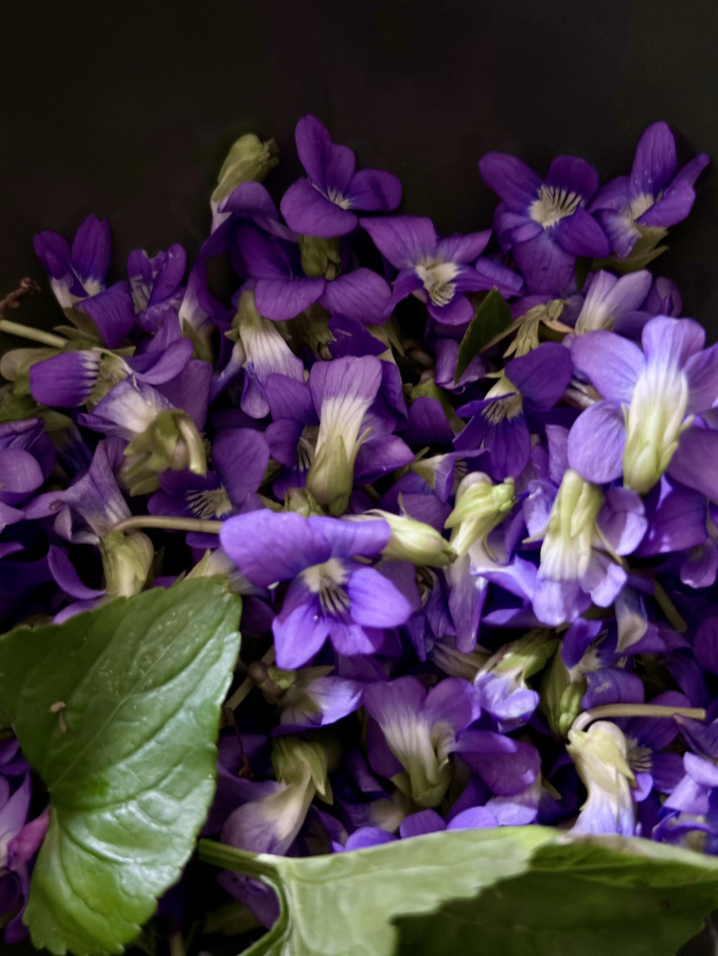 Fresh picked Violet Flowers 