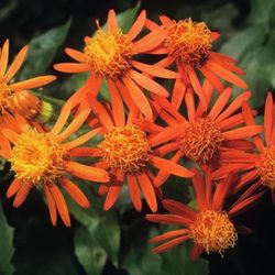 Mexican Flame Vine Plant flower cuttings