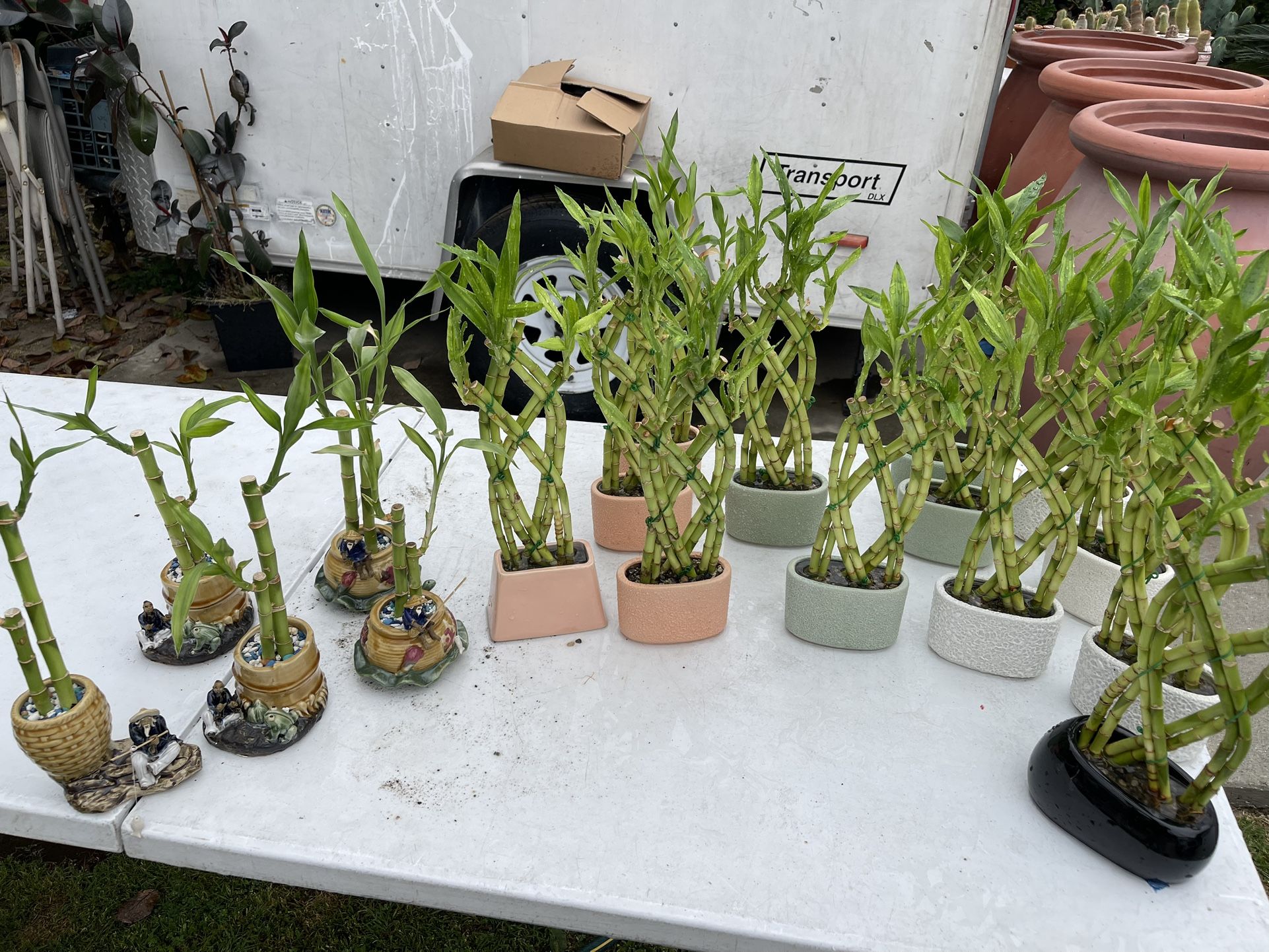 Lucky Bamboo Plants 18”tall ($10 each )