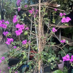 HERMOSAS PLANTAS NATURALES “BUGANVILLA MORADA PLANT 