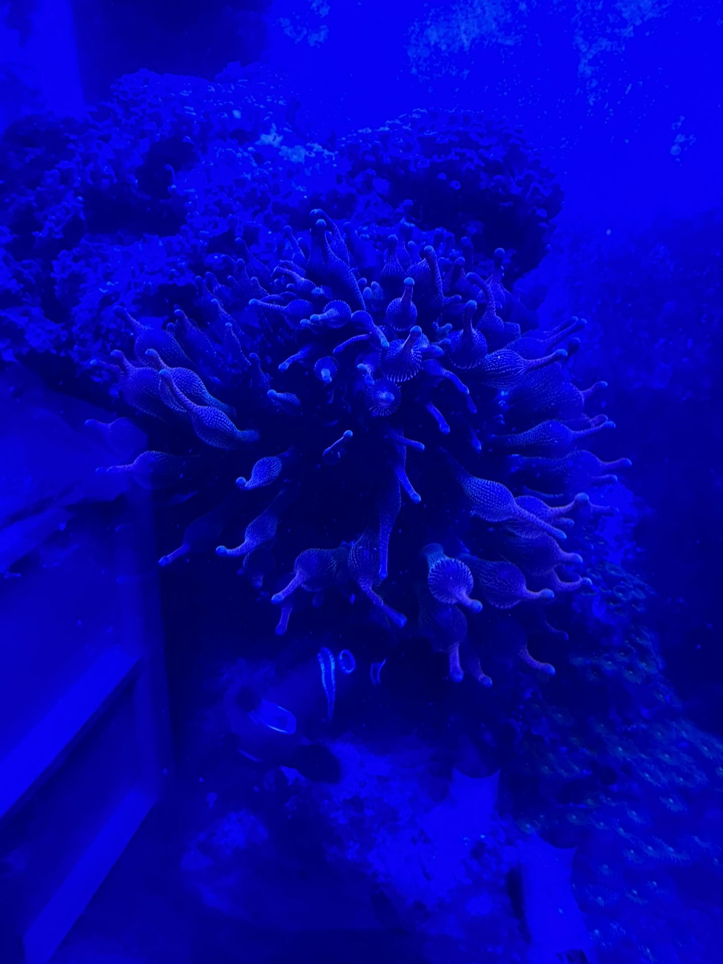 Bubble Tip Anemone For Sale 