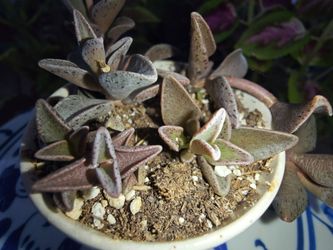Lenophyllum Guttatum plant