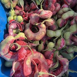 Guamuchiles