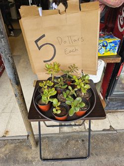 Succulents For Sale