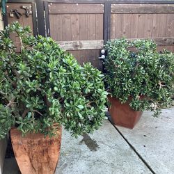 gigantic jade Plant /Lucky plant/money plants in ceramic pots  2 available $450 each 