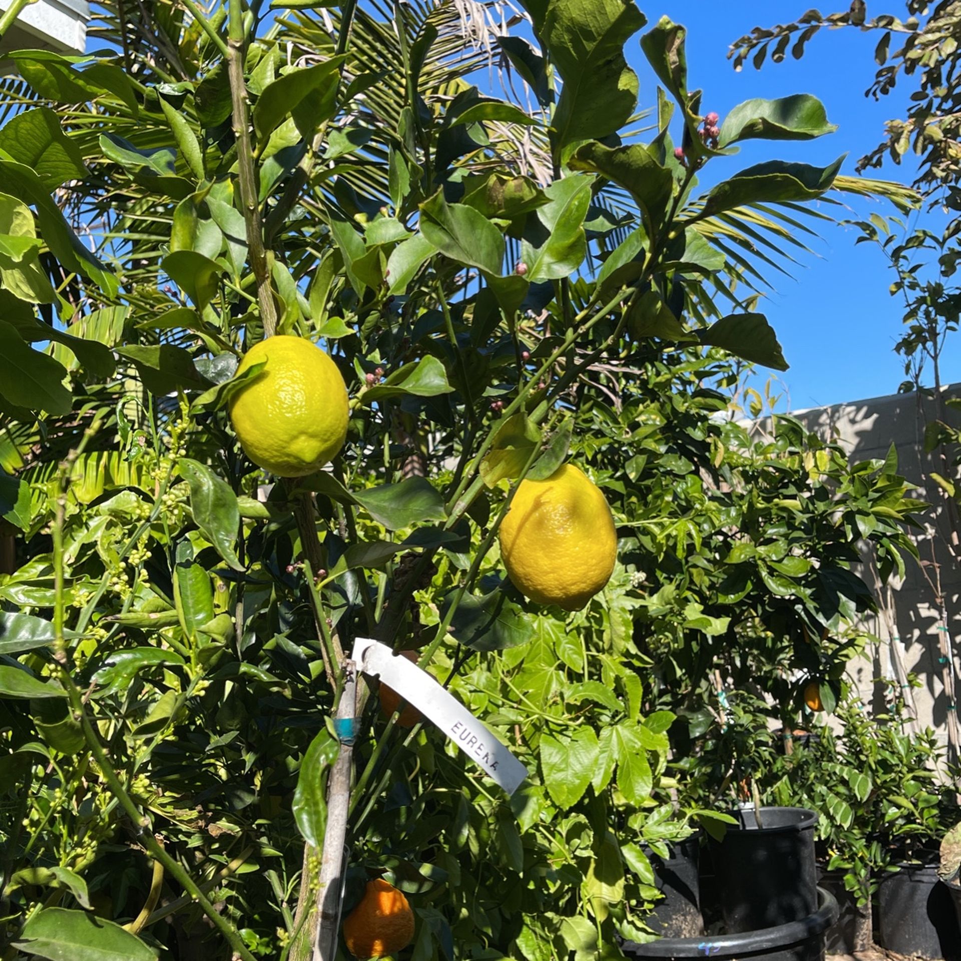 Todo Tipo De Árboles Frutales En San Diego