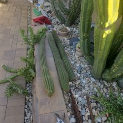 Cactus