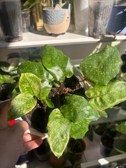 Calathea Mosaic