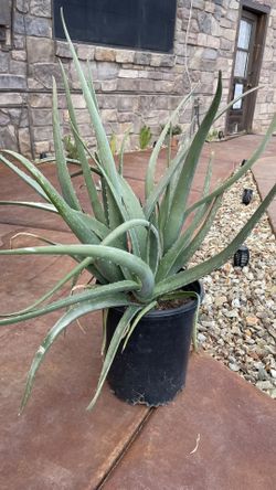 Aloe