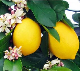 Meyer   Lemon