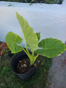 Alocasia elephant ear
