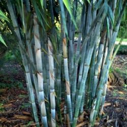Blue Bamboo, Clumping ~ B. chungii  &  B. chungii 'Barbellata'