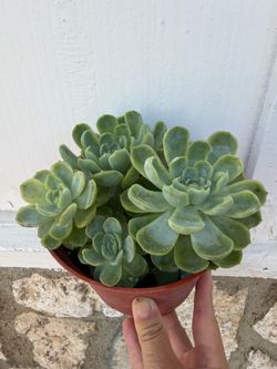 Echeveria elegans/  Mexican snow ball succulent