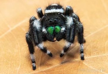 Audax (Bold Jumper)
