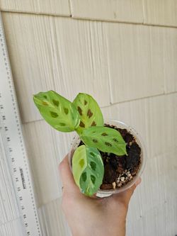Variegated Maranta (Beauty Kim) Plant