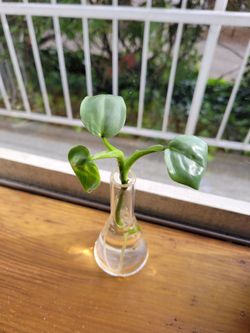 philodendron hastatum 'silver sword' propagation/cutting plant