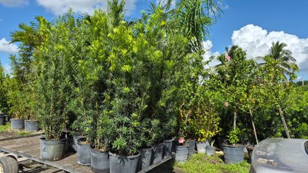 Podocarpus Plants over 5.5 feet Tall.  Instant privacy