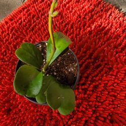 Hoya Kerri 