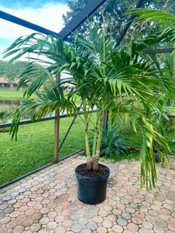 Christmas palm, adonidia merrillii (25g triple)