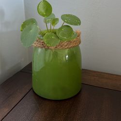 Chinese Money Plant, Pilea Peperomioides in 4.5” Glass Hanging Jar