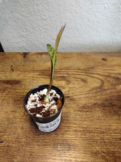 The silver squill (scientifically known as Ledebouria socialis and often called the silver squirrel plant)