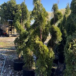 Plants
