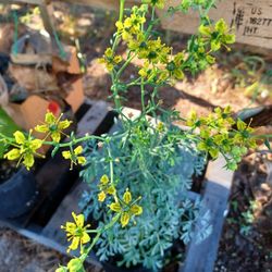 Ruda Plant (Rue)