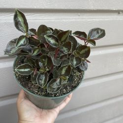 6” Peperomia Colombiana