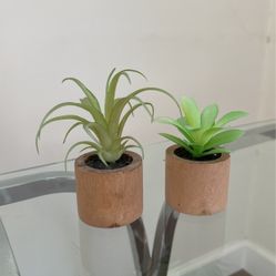 Very Small Decorative Plants 