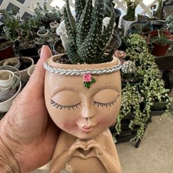 Haworthia Angel tears , Fasciated  and Coarctata