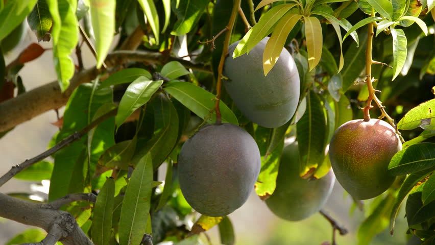 Mango Glenn 🥭/ mango plant... $10 each tree