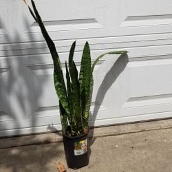 Planta de Espada de San Jorge.  Snake Plants