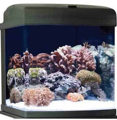 JBJ 28 Gallon Nano Cube CF Quad - All-In-One Saltwater Glass Aquarium (MT-602-LED)