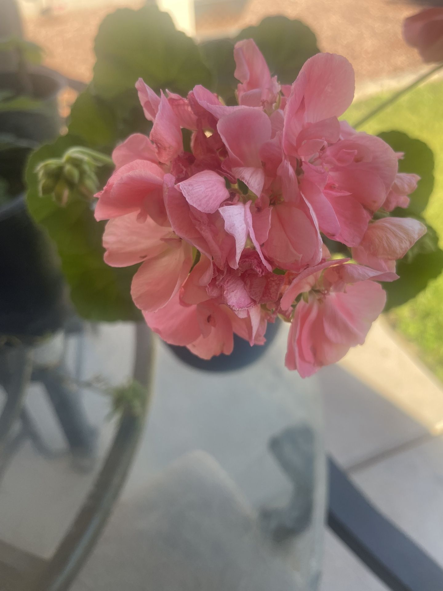 Geraniums ~ Home Grown With Natural Compost ~  One Gallon $5  /  Large $10