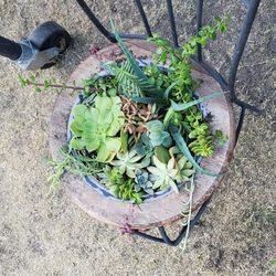 Suculentas,  Succulent, Plantas Decoradas , Patio, Sillas, Chairs, Decorations,rustic Garden's ,Plantas, Jardin